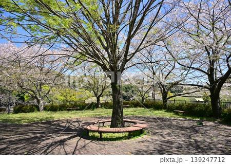 岳ノ木場公園（長崎県大村市）桜の名所　ツツジの名所 139247712