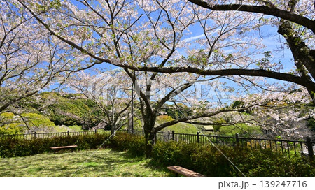 岳ノ木場公園（長崎県大村市）桜の名所　ツツジの名所 139247716