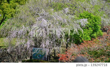 岳ノ木場公園（長崎県大村市）桜の名所　ツツジの名所 139247718