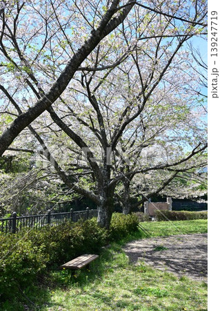 岳ノ木場公園（長崎県大村市）桜の名所　ツツジの名所 139247719