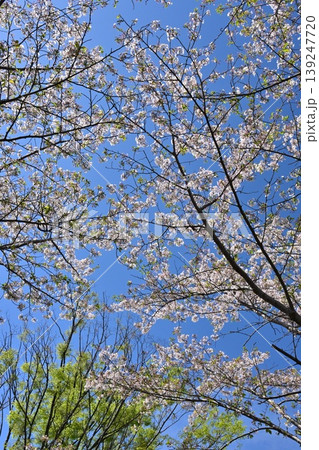 岳ノ木場公園（長崎県大村市）桜の名所　ツツジの名所 139247720