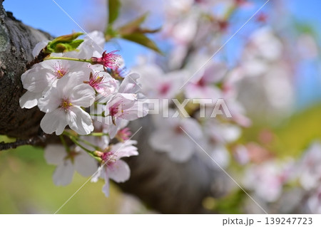 岳ノ木場公園(長崎県大村市)桜の名所 ツツジの名所 岳ノ木場公園(長崎県大村市)桜の名所 ツツジの名所 139247723