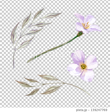 Watercolor set with white flowers and thin silver-green leaves. Realistic clipart on an isolated background. For Easter greeting cards, wedding stationery, feminine branding, spring drawings, and Watercolor set with white flowers and thin silver-green leaves. Realistic clipart on an isolated background. For Easter greeting cards, wedding stationery, feminine branding, spring drawings, and 139247769