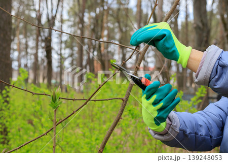 Gardener in turquoise and lime gloves pruning thorny branches with shears in a spring garden. Concept of shrub maintenance, seasonal yard work Gardener in turquoise and lime gloves pruning thorny branches with shears in a spring garden. Concept of shrub maintenance, seasonal yard work 139248053