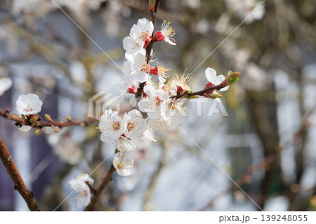 Apricot tree branches with delicate white flowers and red buds in early spring. Beautiful floral blossom against a soft bokeh background Apricot tree branches with delicate white flowers and red buds in early spring. Beautiful floral blossom against a soft bokeh background 139248055