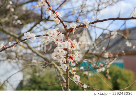 Blooming apricot tree with delicate white flowers and pink buds. Spring blossom in a rural garden with a blurred house background. Blooming apricot tree with delicate white flowers and pink buds. Spring blossom in a rural garden with a blurred house background. 139248056