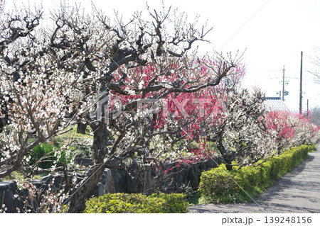安八百梅園の梅 安八百梅園の梅 139248156