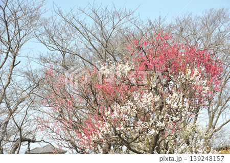 安八百梅園の梅 安八百梅園の梅 139248157