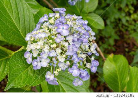 アジサイの花（うずアジサイ） 139248198