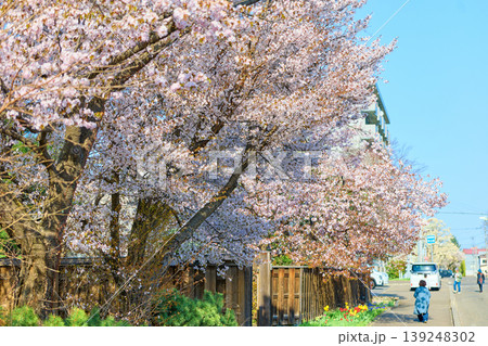 帯広の桜 帯広の桜 139248302