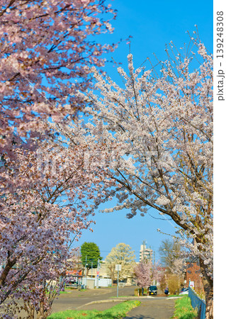 帯広の桜 帯広の桜 139248308