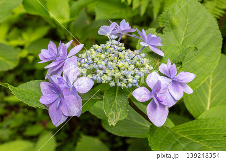 アジサイの花（城ヶ崎） 139248354