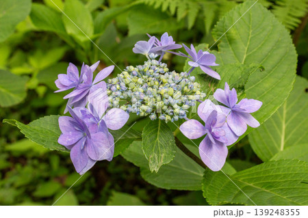 アジサイの花（城ヶ崎） 139248355