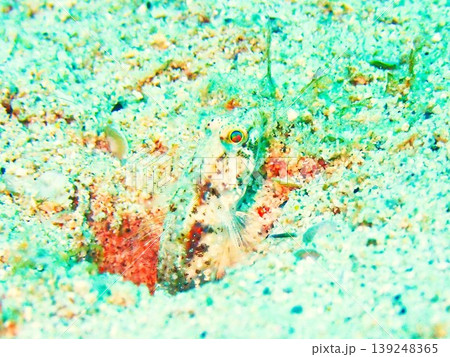 沖縄で撮影したカタボシサンカクハゼ 沖縄で撮影したカタボシサンカクハゼ 139248365