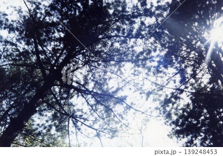 Sunlight Through Pine Trees Sunlight Through Pine Trees 139248453