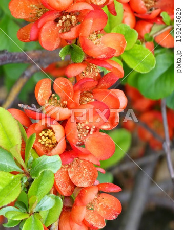 Japanese quince or Chaenomeles japonica with delicate pink spring flowers,selective focus 139248629