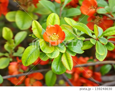 Close-up of bright flowering Japanese quince or Chaenomeles japonica. A lot of red flowers cover branches on blurred garden. Spring sunny day. Selective focus. Interesting nature concept for design. Close-up of bright flowering Japanese quince or Chaenomeles japonica. A lot of red flowers cover branches on blurred garden. Spring sunny day. Selective focus. Interesting nature concept for design. 139248630