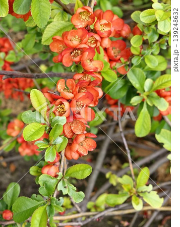 Early spring blooms Flowering Quince Japanese chaenomeles red flowers. Selective focus. Perennial in the spring garden Early spring blooms Flowering Quince Japanese chaenomeles red flowers. Selective focus. Perennial in the spring garden 139248632