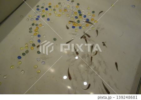 Fish and Colored Beads in Water Fish and Colored Beads in Water 139248681