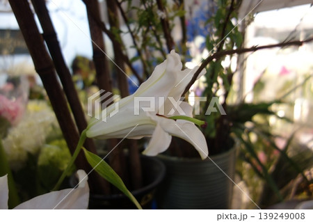 White Lily in Floral Display 139249008