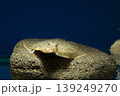カレイ イシガレイ 海水魚 カレイ正面 カレイ イシガレイ 海水魚 カレイ正面 139249270