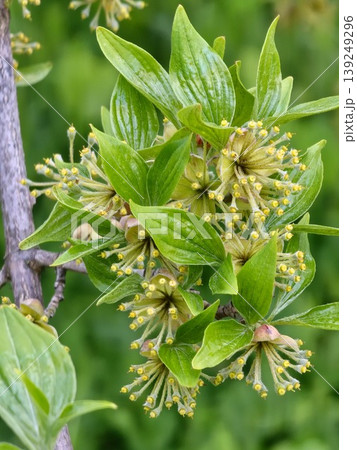 A flowering branch of Cornelian cherry, Cornus mas, in early spring A flowering branch of Cornelian cherry, Cornus mas, in early spring 139249296