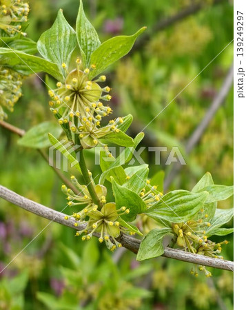 Branches with flowers of European Cornel, Cornus mas in early spring. Cornelian cherry, European cornel or Cornelian cherry dogwood flovering. Early spring flowers in natural habitat Branches with flowers of European Cornel, Cornus mas in early spring. Cornelian cherry, European cornel or Cornelian cherry dogwood flovering. Early spring flowers in natural habitat 139249297