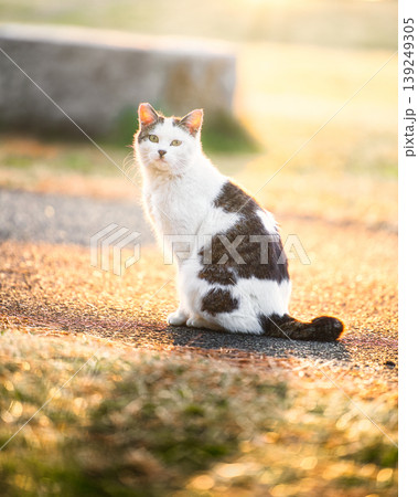 夕焼けに照らされる野良猫 139249305