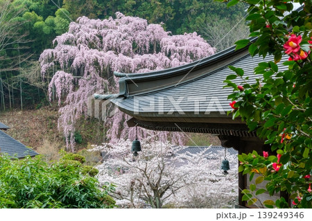 釣鐘と福聚寺桜 139249346
