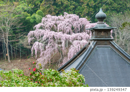 枝垂れ桜と椿 139249347