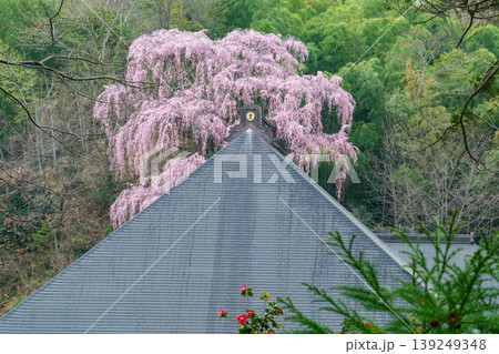 福聚寺桜と屋根 139249348
