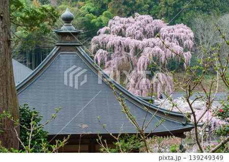 福聚寺桜と伽藍 福聚寺桜と伽藍 139249349