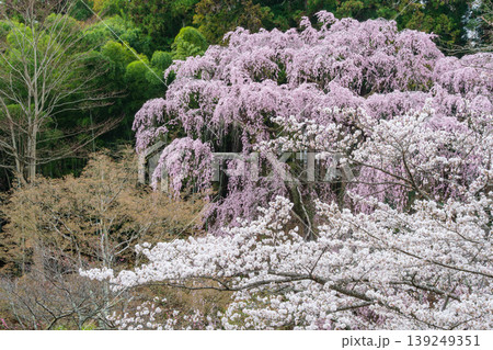 福聚寺の枝垂れ桜 福聚寺の枝垂れ桜 139249351