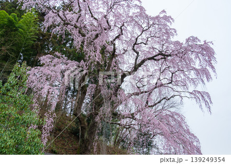 福聚寺桜の花びら 福聚寺桜の花びら 139249354