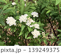 花 139249375