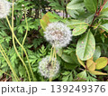 花 139249376