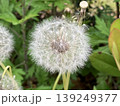花 139249377