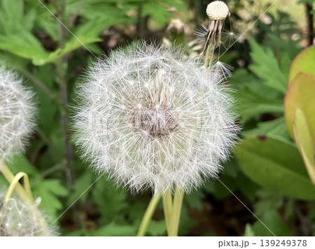 花 花 139249378