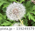 花 139249379