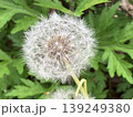 花 139249380