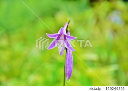 ギボウシの花 ギボウシの花 139249393
