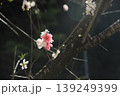 静かに佇む中での力強さ 139249399