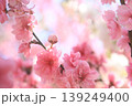 幸せに囲まれた中での誕生 139249400