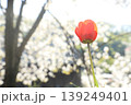 独り立ちしていく強さと透明感 139249401