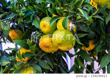 Branches of ripening mandarins or clementines growing on a citrus tree with green leaves in bright sunlight. 139249421