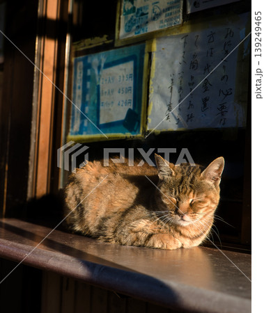 黄金色の黄昏時　夕日を浴びてリラックスする猫 139249465