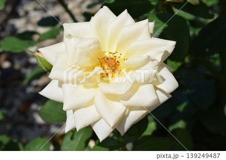 薔薇の花 139249487