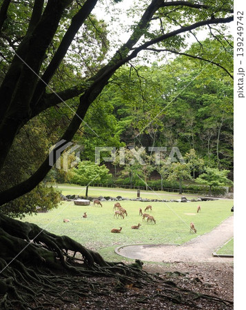 古都・奈良の休息。巨木の根元越しに眺める、荒池園地で寛ぐ鹿たちの風景 古都・奈良の休息。巨木の根元越しに眺める、荒池園地で寛ぐ鹿たちの風景 139249742