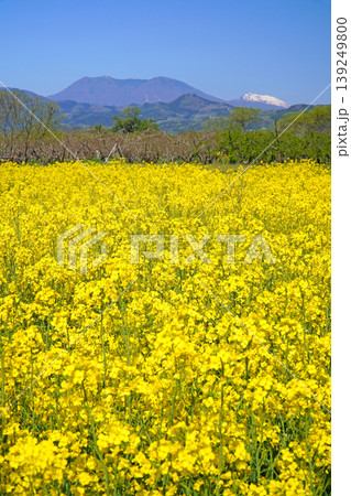 小布施橋付近から眺めた満開に咲く菜の花(長野県小布施町) 小布施橋付近から眺めた満開に咲く菜の花(長野県小布施町) 139249800