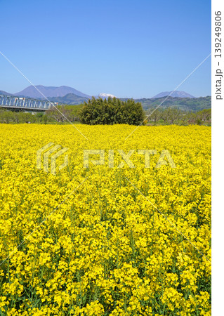 小布施橋付近から眺めた満開に咲く菜の花(長野県小布施町) 小布施橋付近から眺めた満開に咲く菜の花(長野県小布施町) 139249806